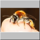 Andrena haemorrhoa - Sandbiene w12d 11mm - Sandgrube Niedringhaussee.jpg